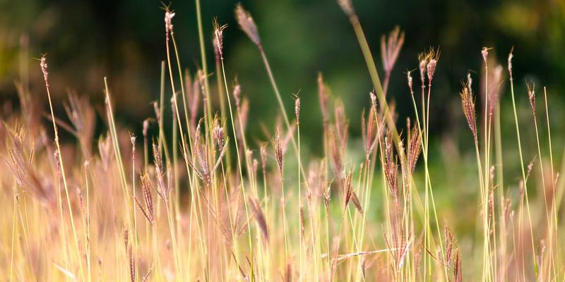 顺应天时，食养有道：中医四季饮食调理全指南