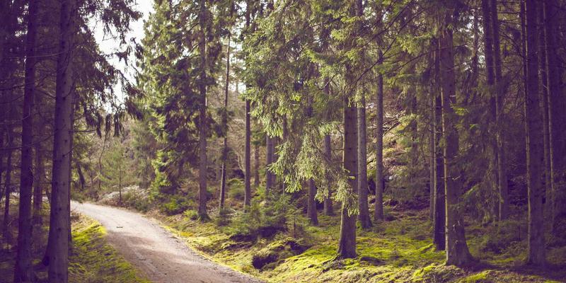 骨骼健康新维度:维生素K2如何成为钙质的“精准导航”,开启协同营养新策略